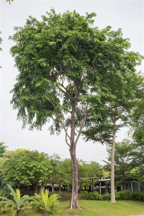 mayapis tree|Pterocarpus indicus .